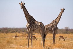 Giraffes, Botswana
