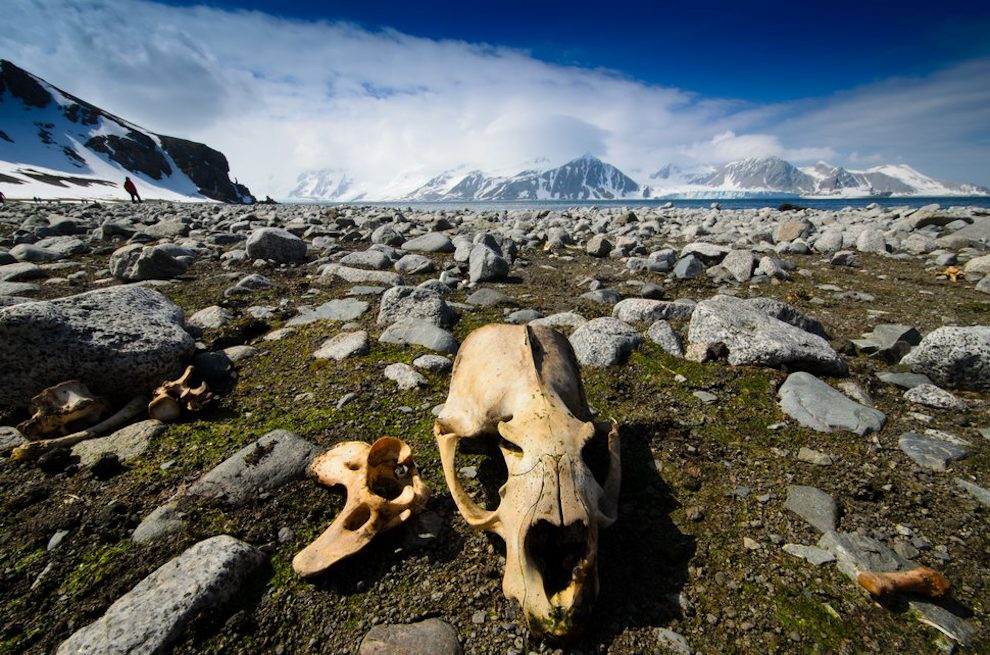 Seal skull on beach